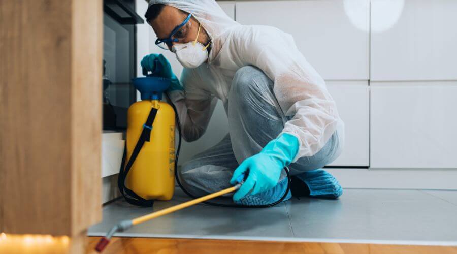Professional pest control services in Sydney
